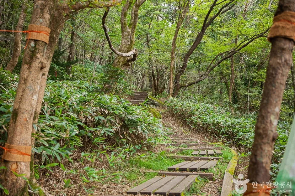 Timber and stone steps climbing through green forest on Hallasan