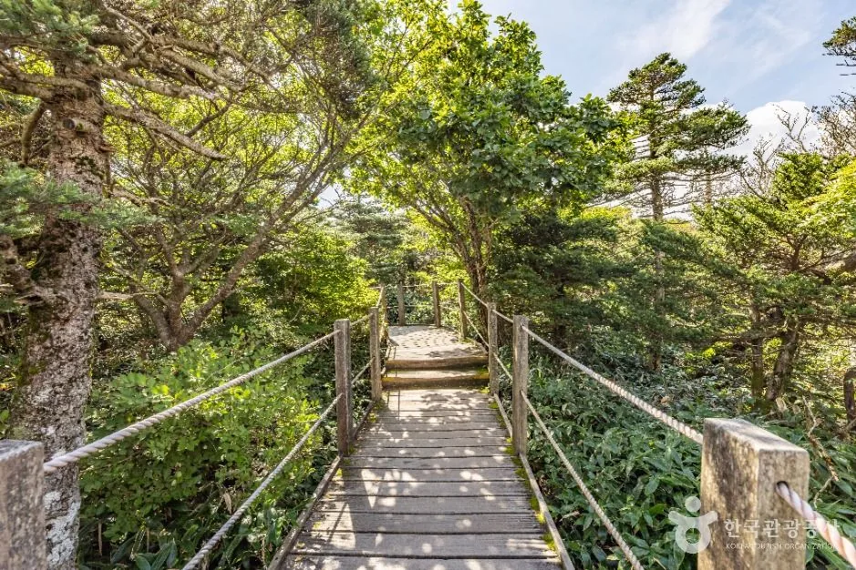 Wooden boardwalk path with rope handrails through trees on the Yeongsil Trail